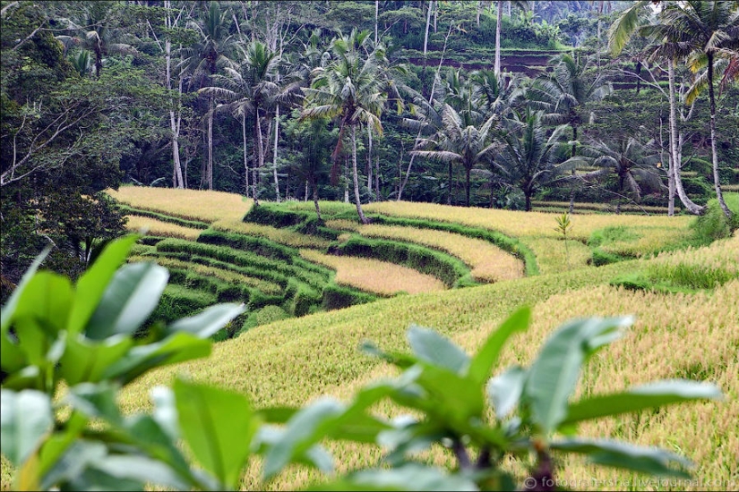 Los campos de arroz de bali