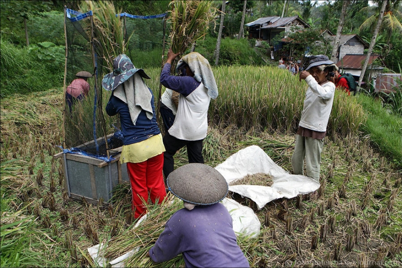Los campos de arroz de bali