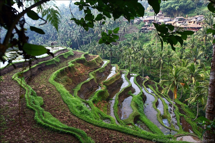 Los campos de arroz de bali