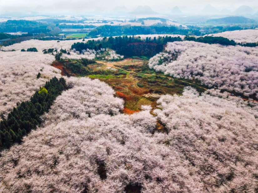Los cerezos en flor han florecido en China, y es extrañamente hermoso