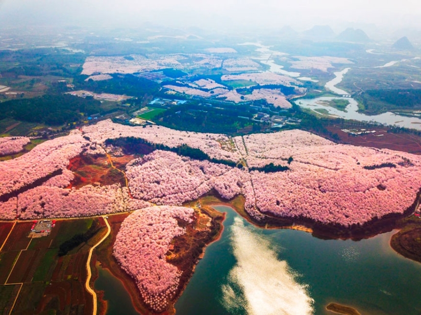Los cerezos en flor han florecido en China, y es extrañamente hermoso