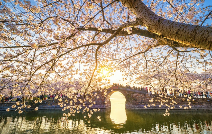 Los cerezos en flor han florecido en China, y es extrañamente hermoso