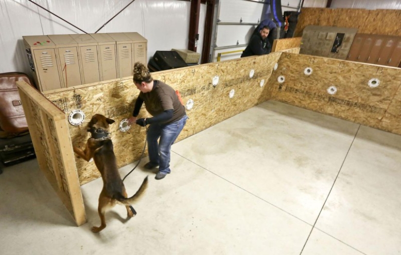 Los cuidadores de perros de Illinois amenazan con sacrificar a los perros de Servicio si legalizan la marihuana