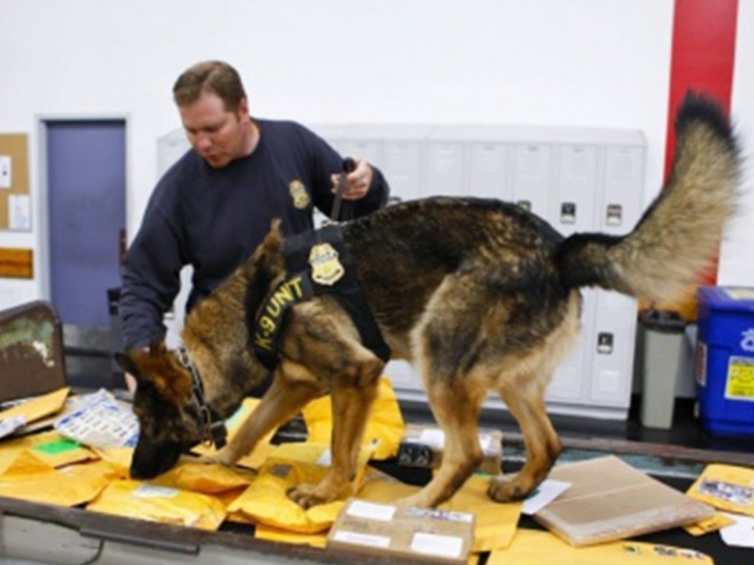 Los cuidadores de perros de Illinois amenazan con sacrificar a los perros de Servicio si legalizan la marihuana