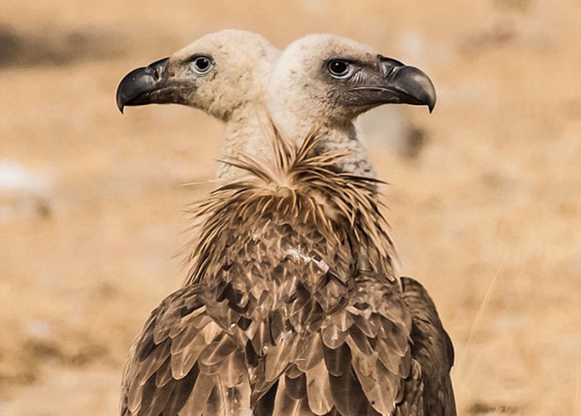 Los fotógrafos hacen mutantes accidentalmente de animales salvajes Los fotógrafos hacen mutantes accidentalmente de animales salvajes