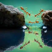 Los ganadores de los World Nature Photography Awards 2021 están aquí y las fotos son increíbles