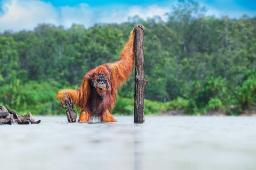 Los ganadores de los World Nature Photography Awards 2021 están aquí y las fotos son increíbles Los ganadores de los World Nature Photography Awards 2021 están aquí y las fotos son increíbles