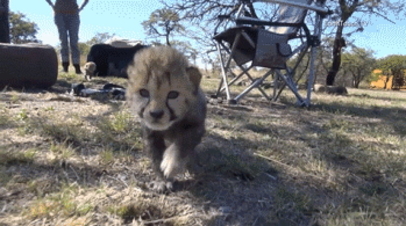 Los gatitos de gatos depredadores son mimimi
