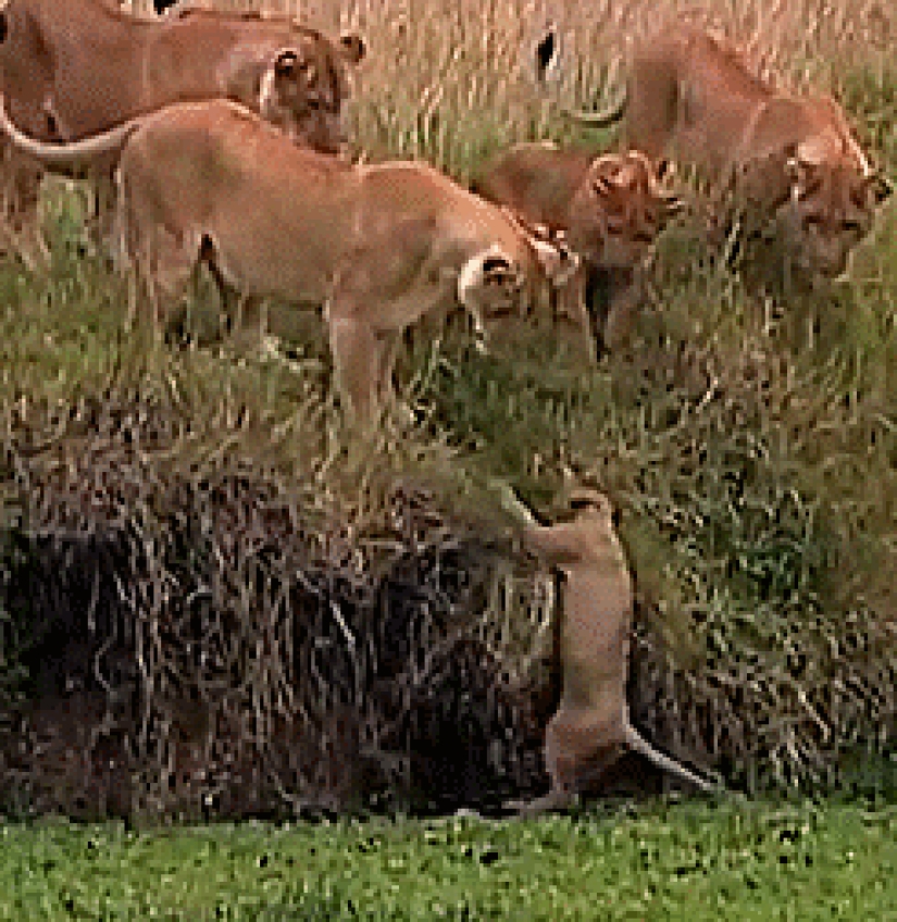 Los gatitos de gatos depredadores son mimimi