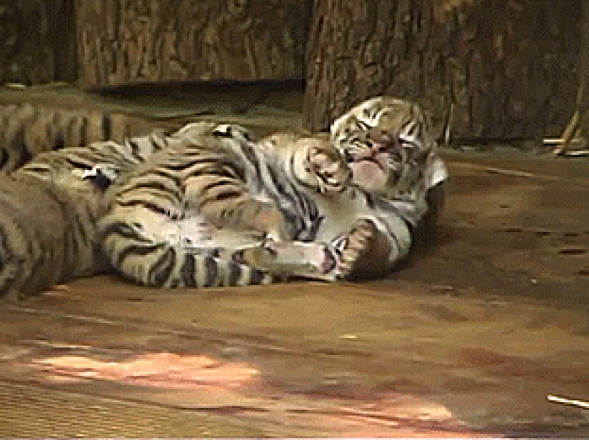 Los gatitos de gatos depredadores son mimimi
