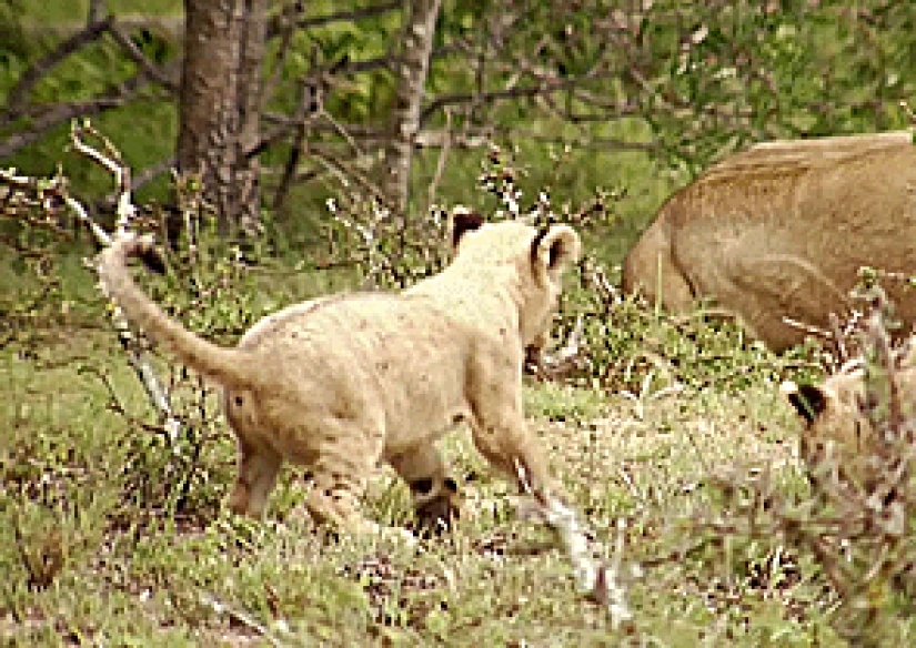 Los gatitos de gatos depredadores son mimimi