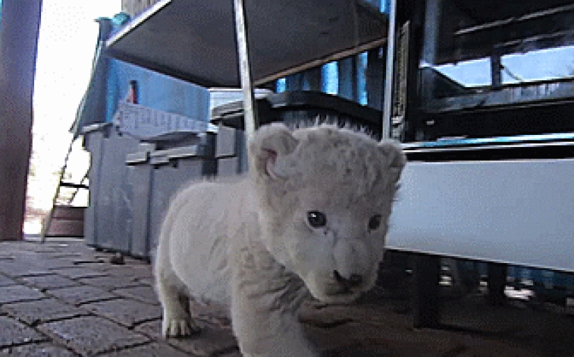 Los gatitos de gatos depredadores son mimimi