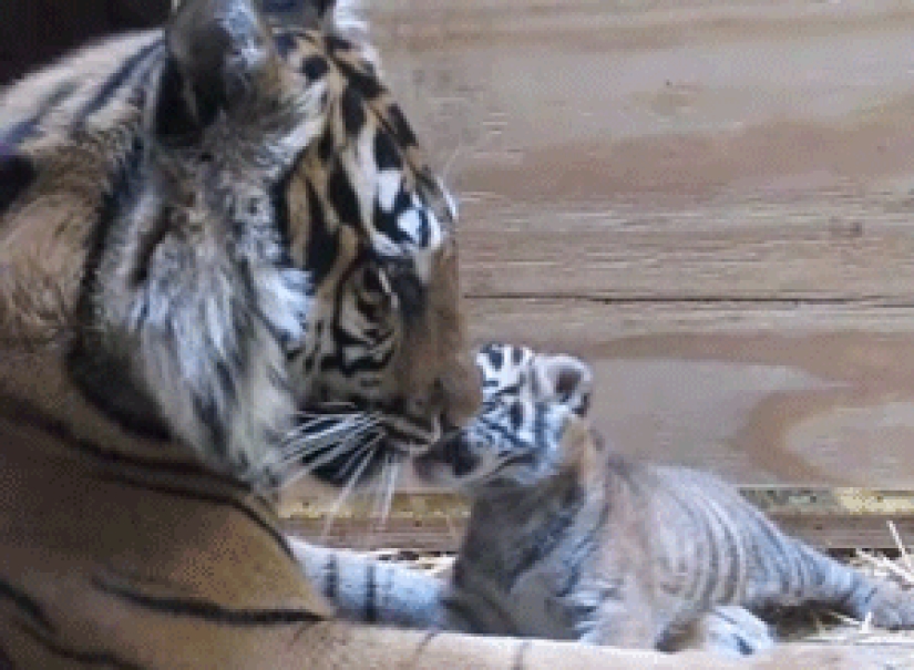 Los gatitos de gatos depredadores son mimimi