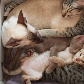 Los gatos enseñan a pasar tiempo correctamente con la familia