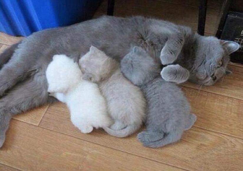 Los gatos enseñan a pasar tiempo correctamente con la familia Los gatos enseñan a pasar tiempo correctamente con la familia