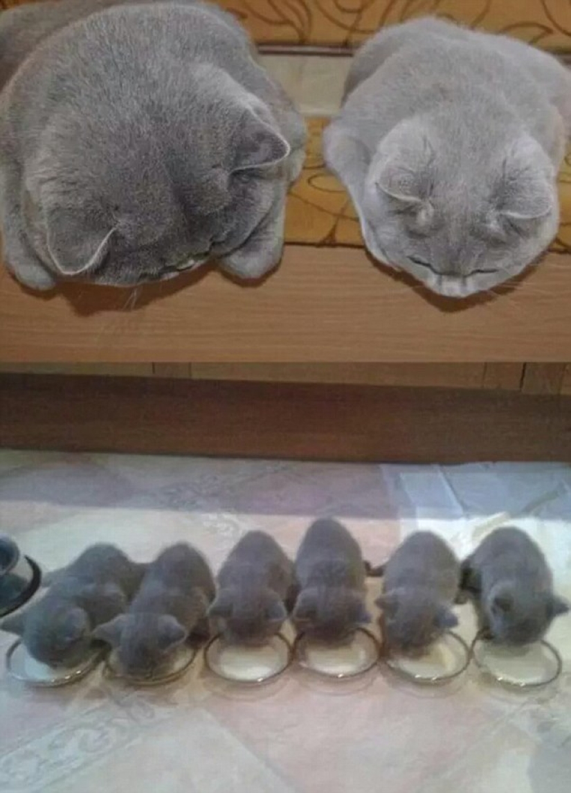 Los gatos enseñan a pasar tiempo correctamente con la familia Los gatos enseñan a pasar tiempo correctamente con la familia