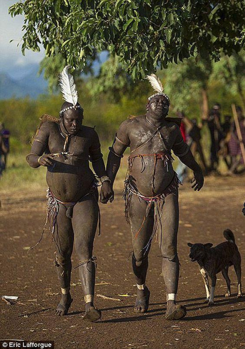 Los hombres de la tribu etíope beben sangre con leche para obtener el título de habitante más gordo de la aldea Los hombres de la tribu etíope beben sangre con leche para obtener el título de habitante más gordo de la aldea