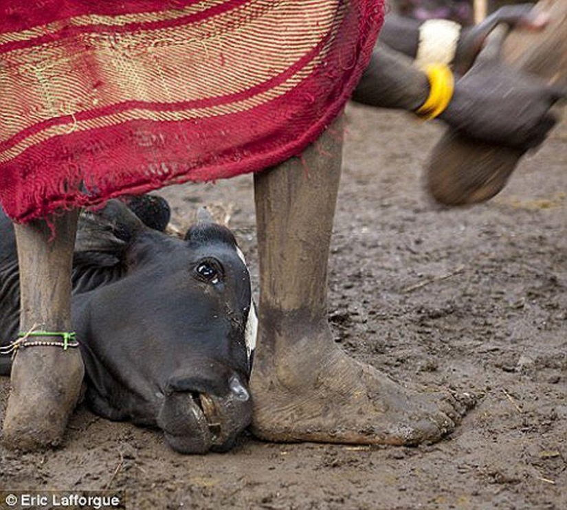 Los hombres de la tribu etíope beben sangre con leche para obtener el título de habitante más gordo de la aldea Los hombres de la tribu etíope beben sangre con leche para obtener el título de habitante más gordo de la aldea
