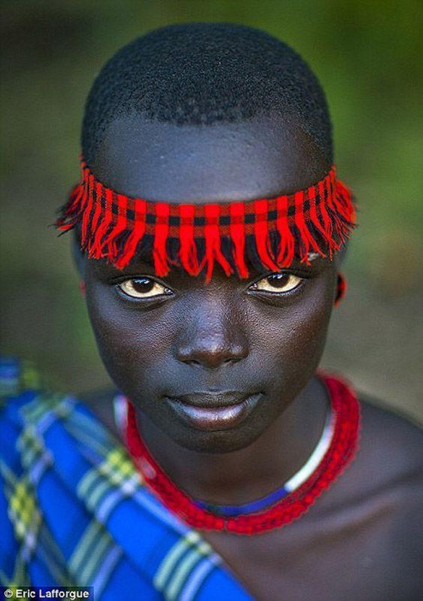 Los hombres de la tribu etíope beben sangre con leche para obtener el título de habitante más gordo de la aldea Los hombres de la tribu etíope beben sangre con leche para obtener el título de habitante más gordo de la aldea