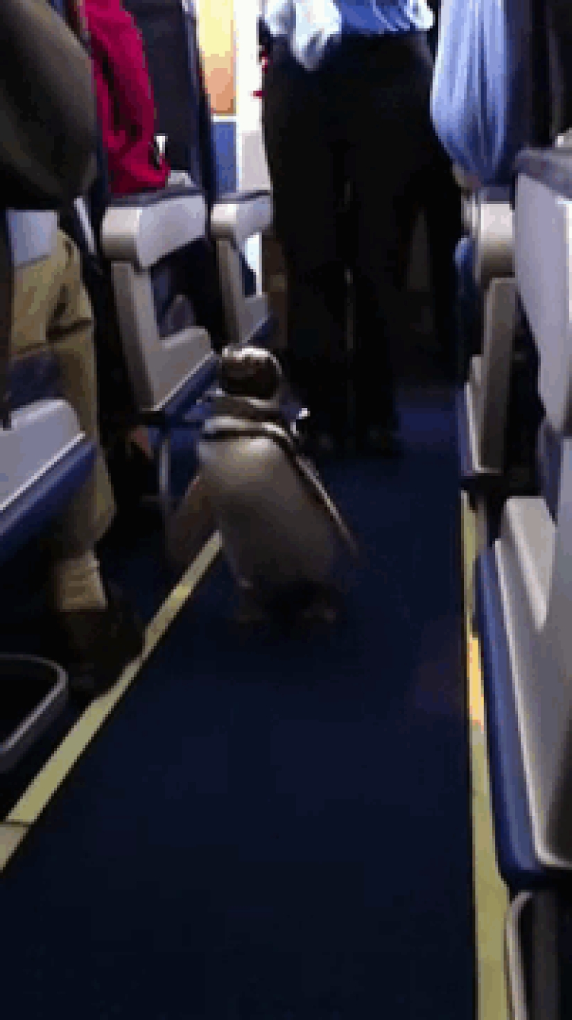 Los internautas compartieron fotos de vecinos extraños en aviones