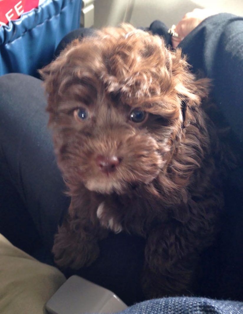 Los internautas compartieron fotos de vecinos extraños en aviones