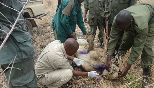 Los leones han estado alimentando a un pariente atrapado en una trampa durante tres años