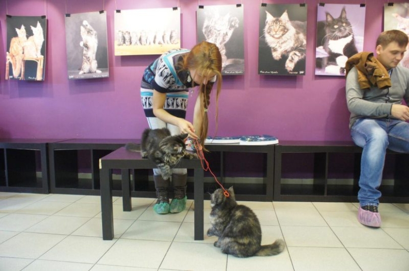 Los mejores cafés para gatos del mundo.