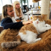 Los mejores cafés para gatos del mundo.