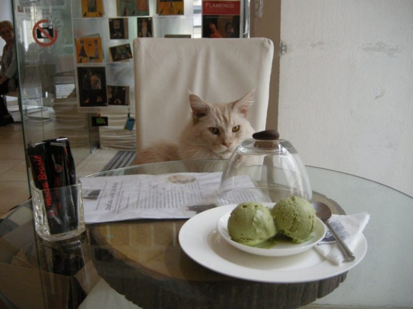 Los mejores cafés para gatos del mundo.