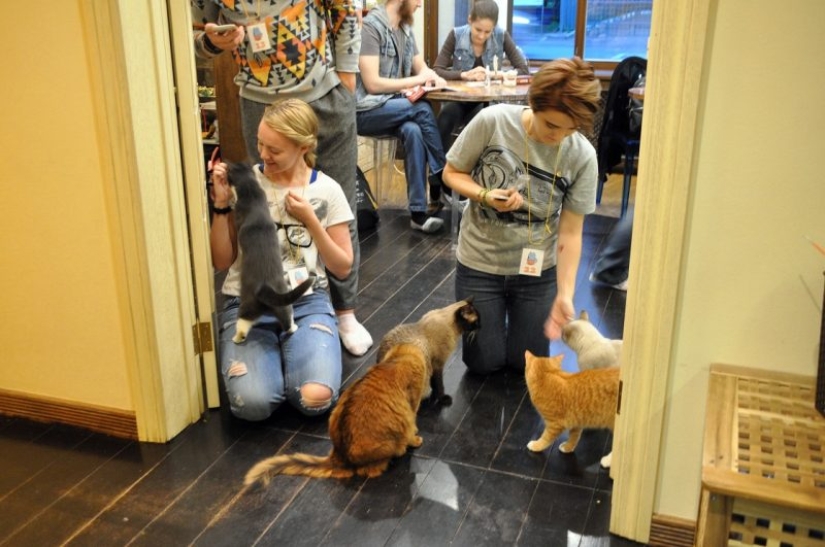 Los mejores cafés para gatos del mundo.