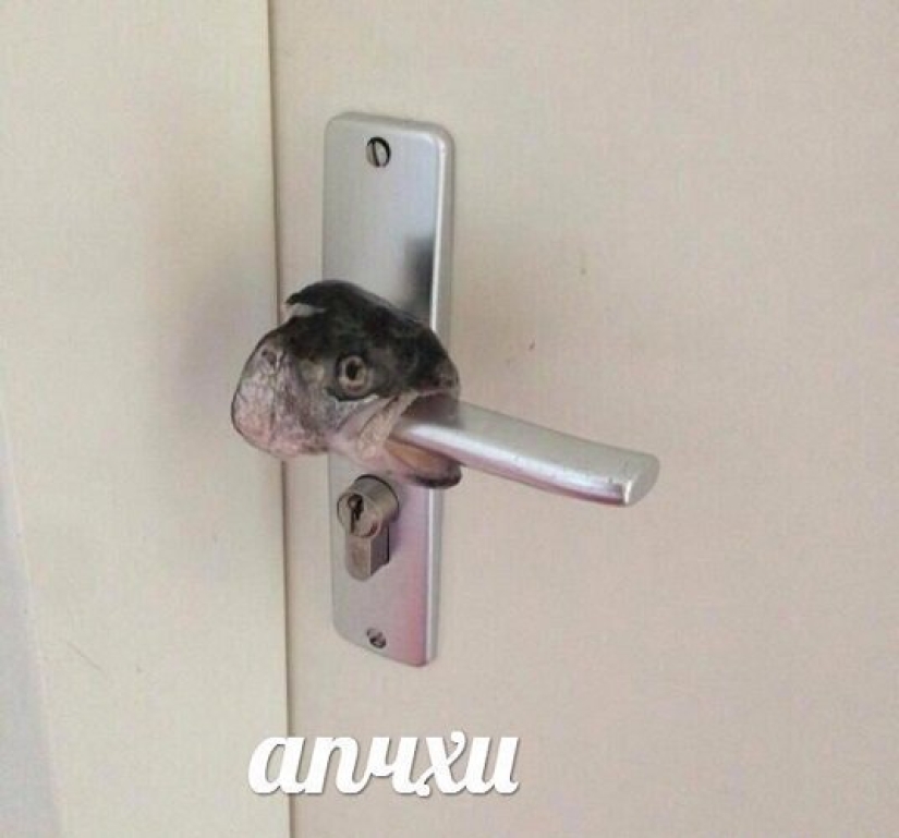 Los "memes terribles" están conquistando Internet: no todos podrán entender este humor