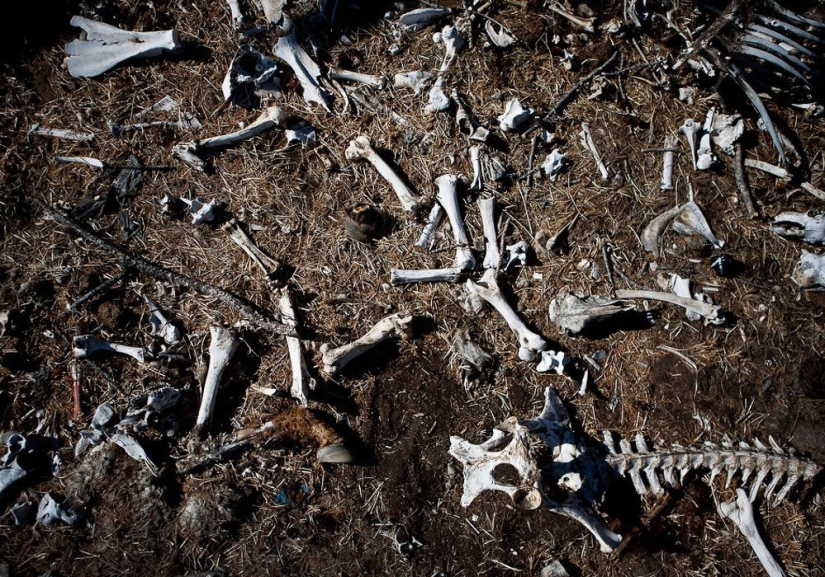 ¿Los mongoles ya no son nómadas? ¿Los mongoles ya no son nómadas?