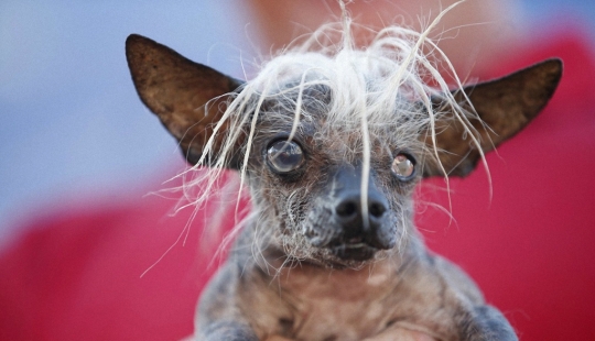 Los monstruos más adorables Los monstruos más adorables