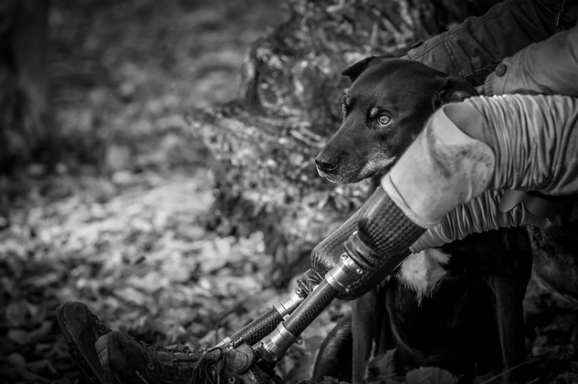 Los perros más fotogénicos: perros guía, empleados y solo amigos humanos Los perros más fotogénicos: perros guía, empleados y solo amigos humanos