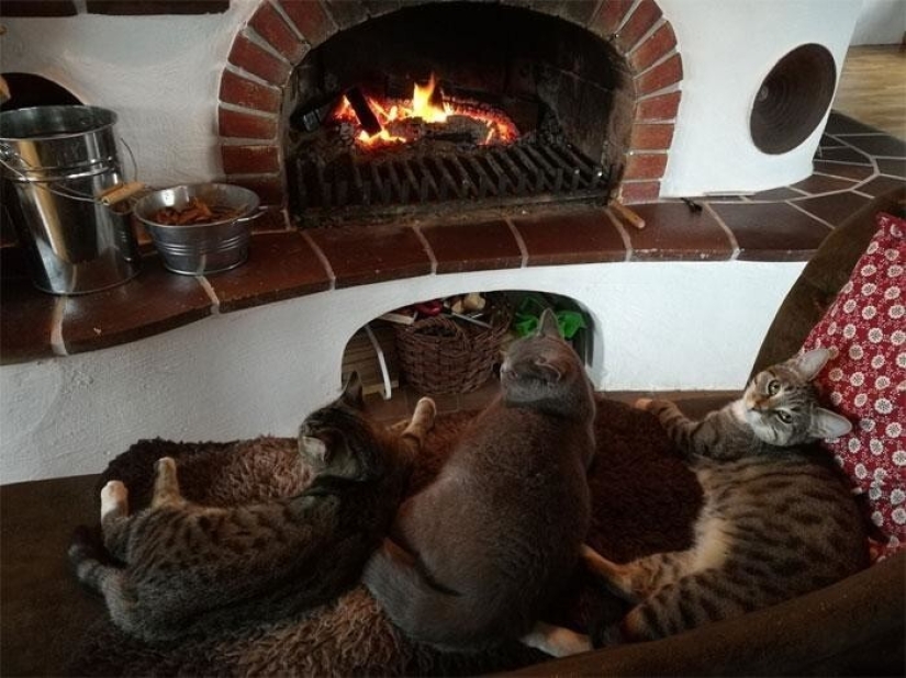 Los placeres y desafíos de la vida en un castillo medieval 1482