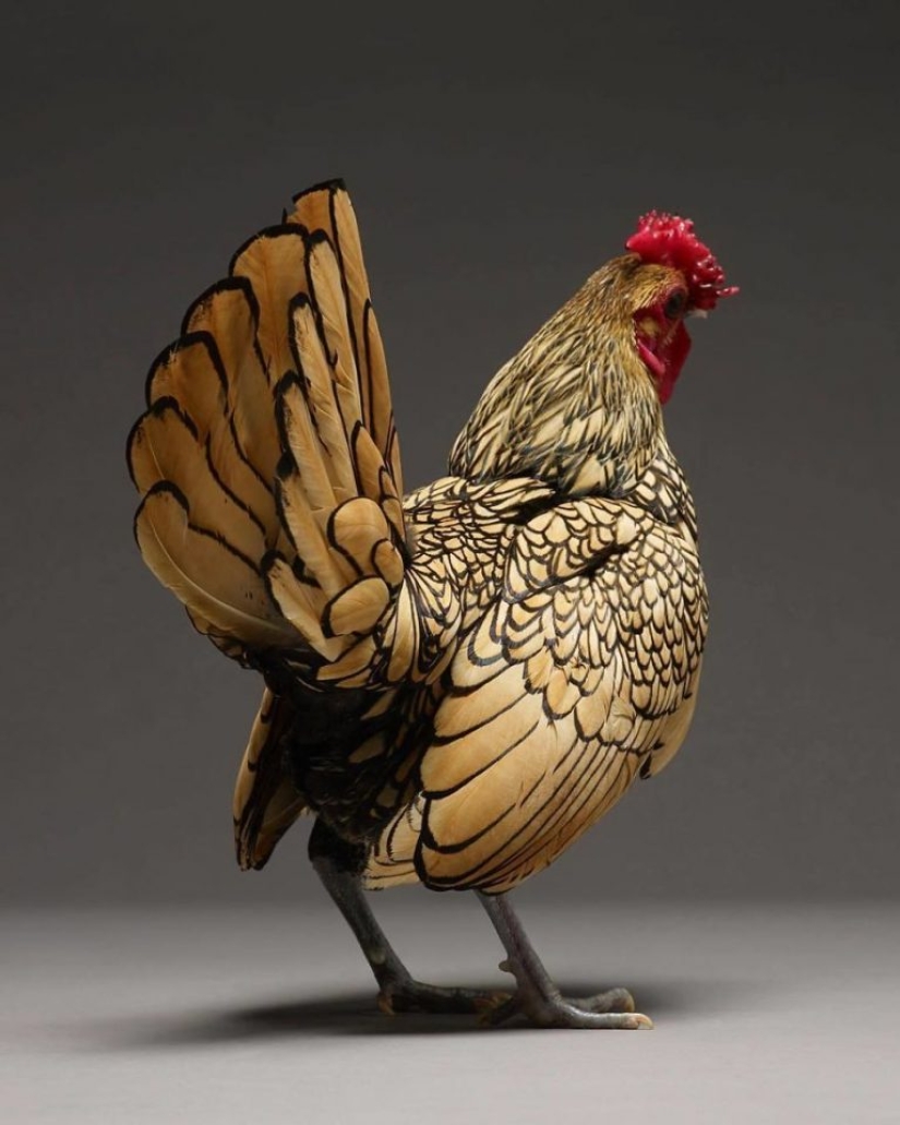 Los pollos, gallos y gallinas más hermosos.