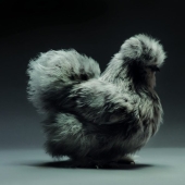 Los pollos, gallos y gallinas más hermosos.