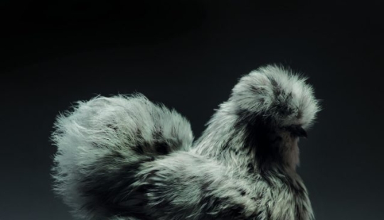 Los pollos, gallos y gallinas más hermosos. Los pollos, gallos y gallinas más hermosos.