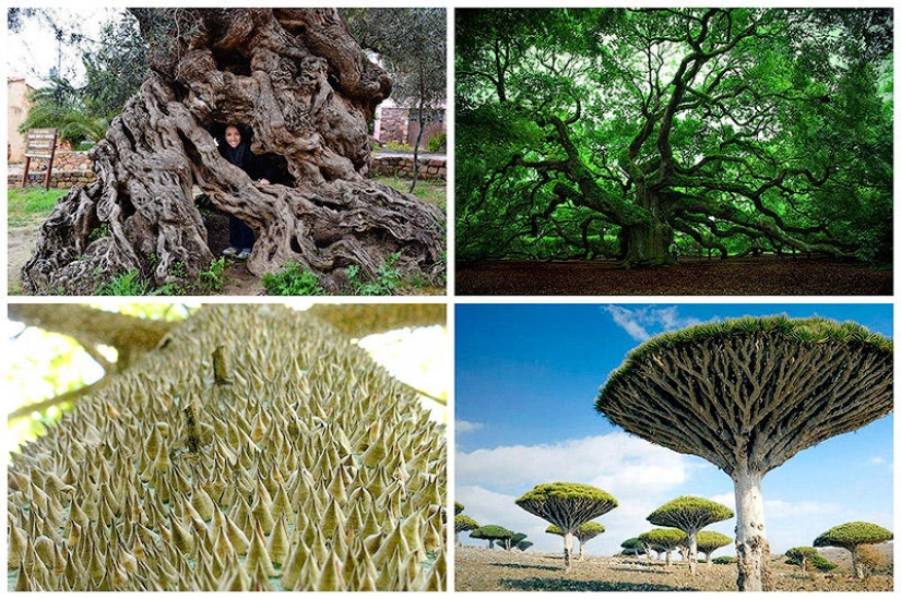 Los árboles más extraños del mundo