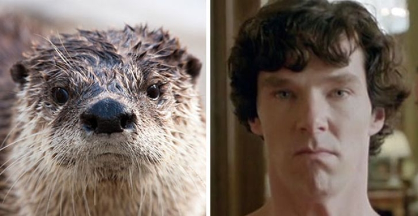 Los rumores se confirmaron: Benedict Cumberbatch es una nutria!