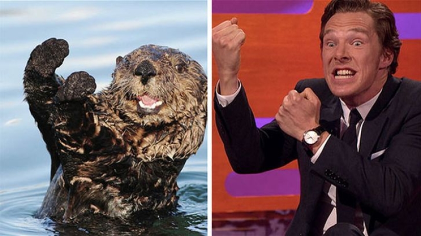 Los rumores se confirmaron: Benedict Cumberbatch es una nutria!