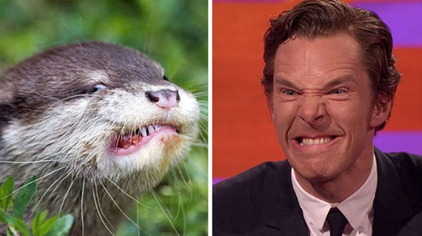 Los rumores se confirmaron: Benedict Cumberbatch es una nutria!