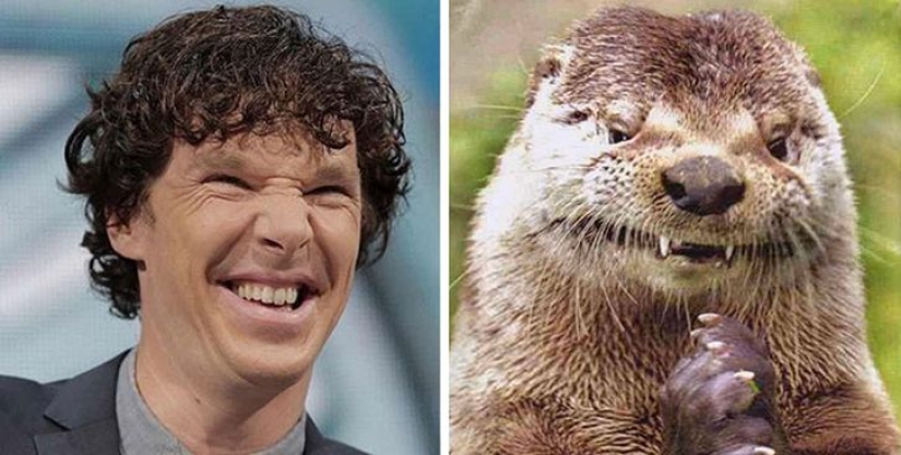 Los rumores se confirmaron: Benedict Cumberbatch es una nutria!