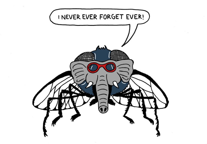 "Los rusos no almuerzan — matan gusanos": 10 refranes a través de los ojos de los extranjeros