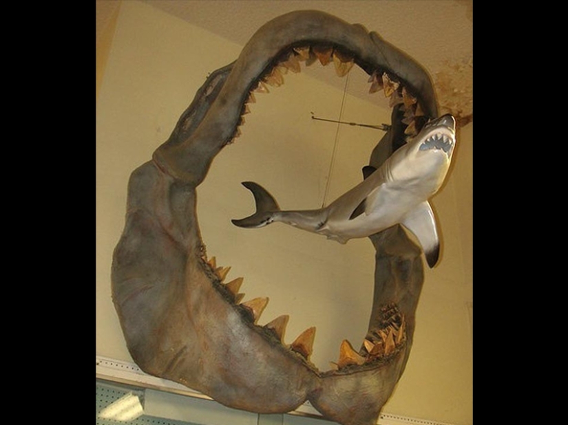 Los tamaños reales de algunas cosas: ¡20 ejemplos con comparación!