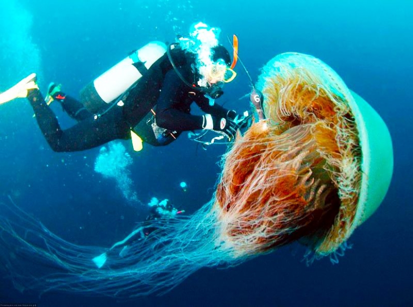 Los tamaños reales de algunas cosas: ¡20 ejemplos con comparación!