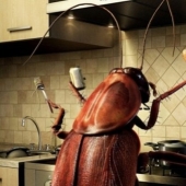 Love is evil: a Japanese man told about his affair with a female cockroach