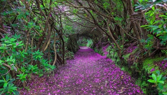 Magical paths leading straight into a fairy tale Magical paths leading straight into a fairy tale