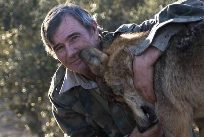 Man is a friend to the wolf: the Spaniard has lived with predators for 12 years and cannot get used to people for 50 years