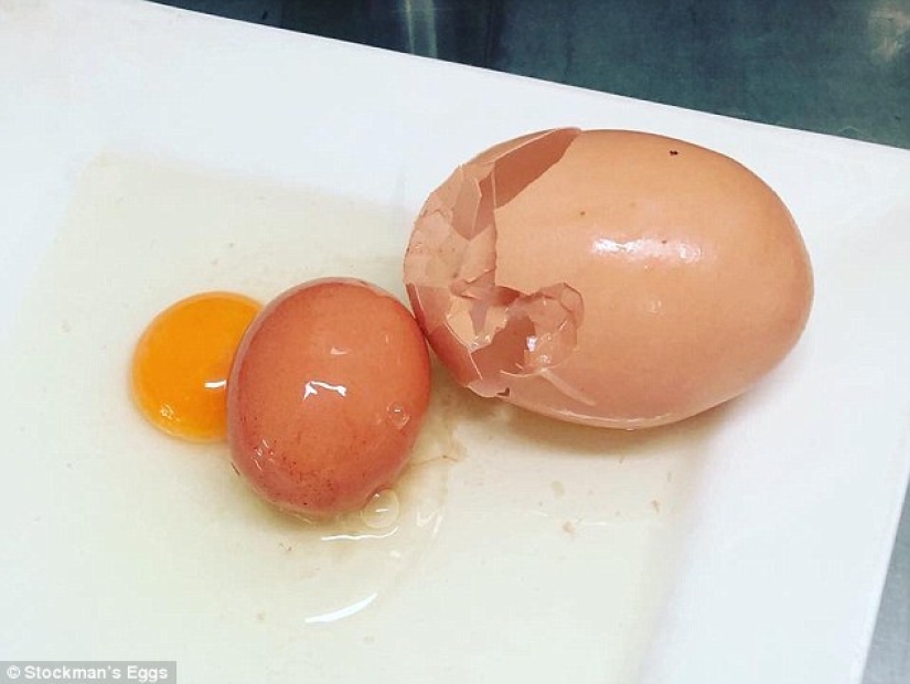 Matryoshka egg: a huge chicken egg with a surprise inside was discovered in Australia
